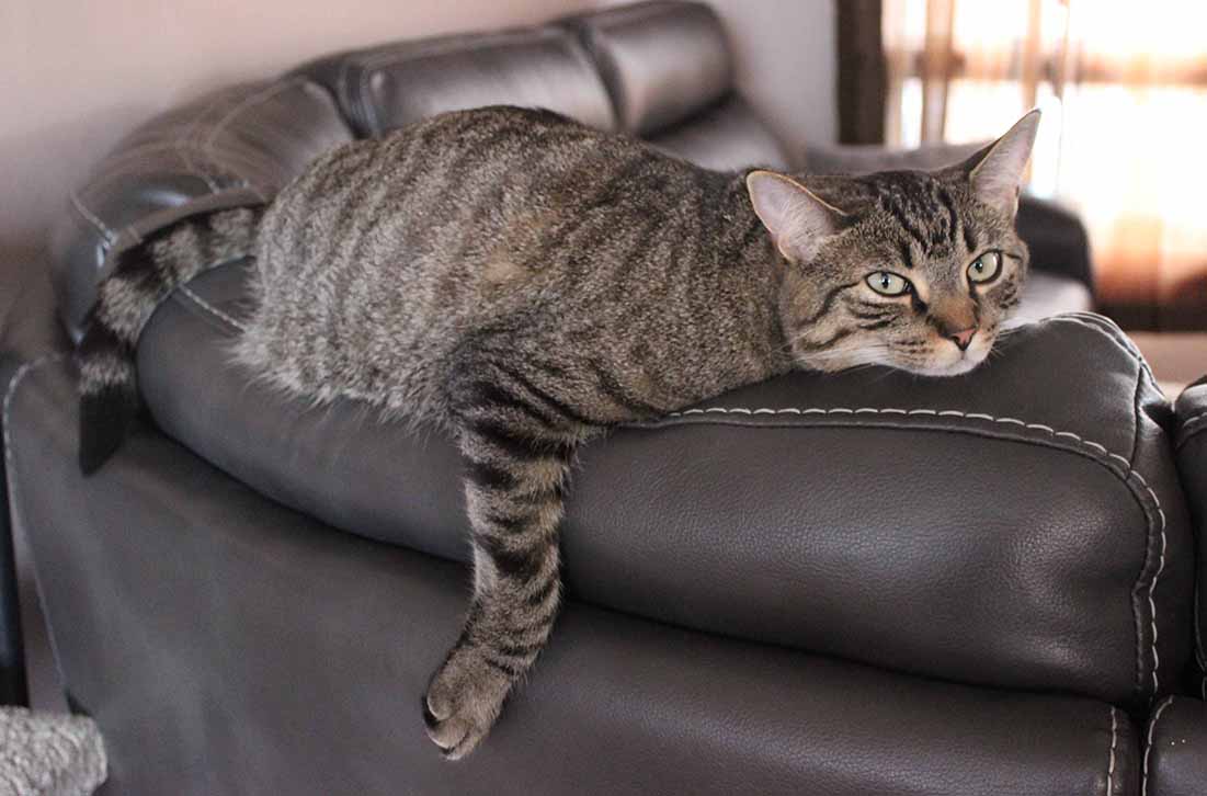 Gizmo the Cat