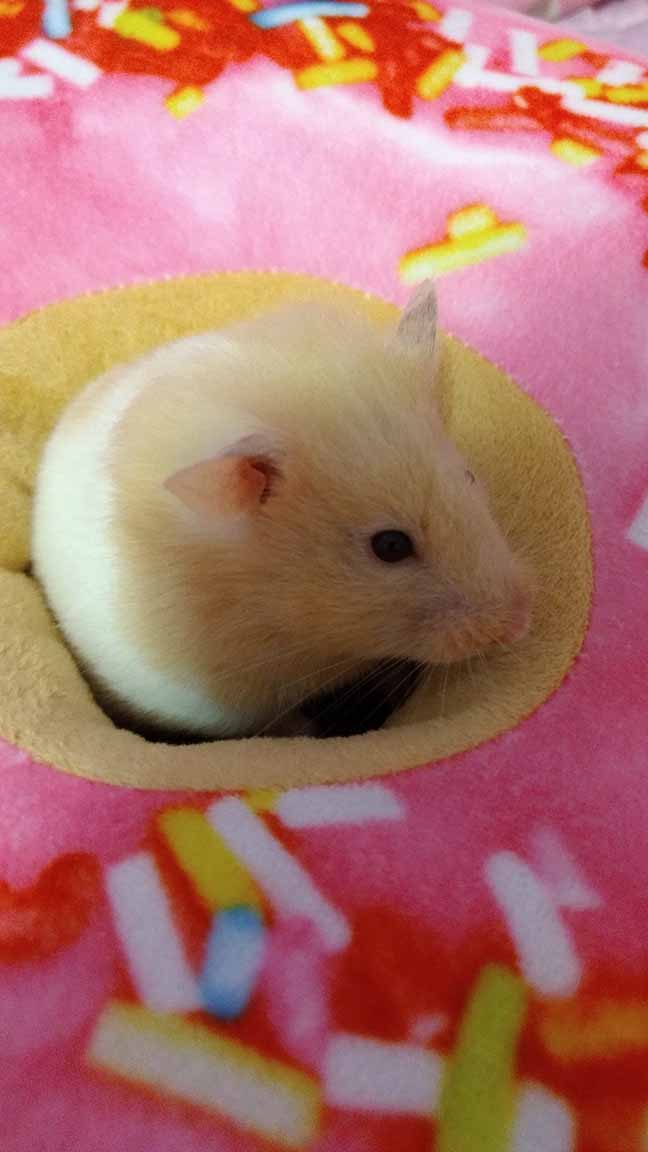 A Hamster in a Donut