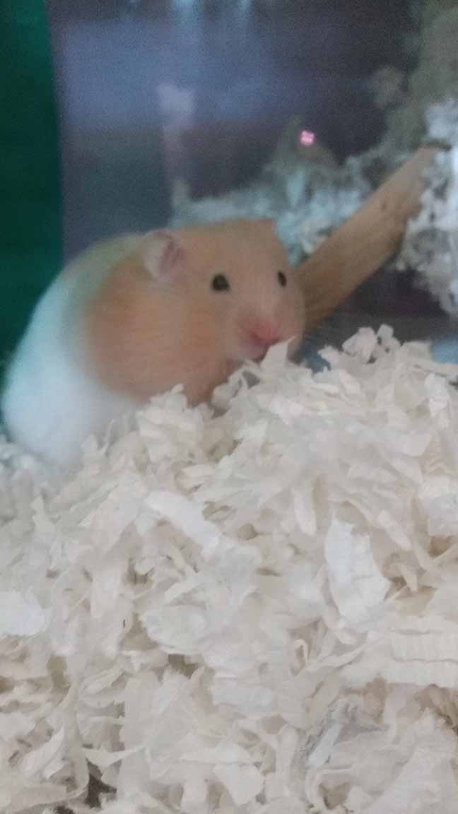 A Hamster