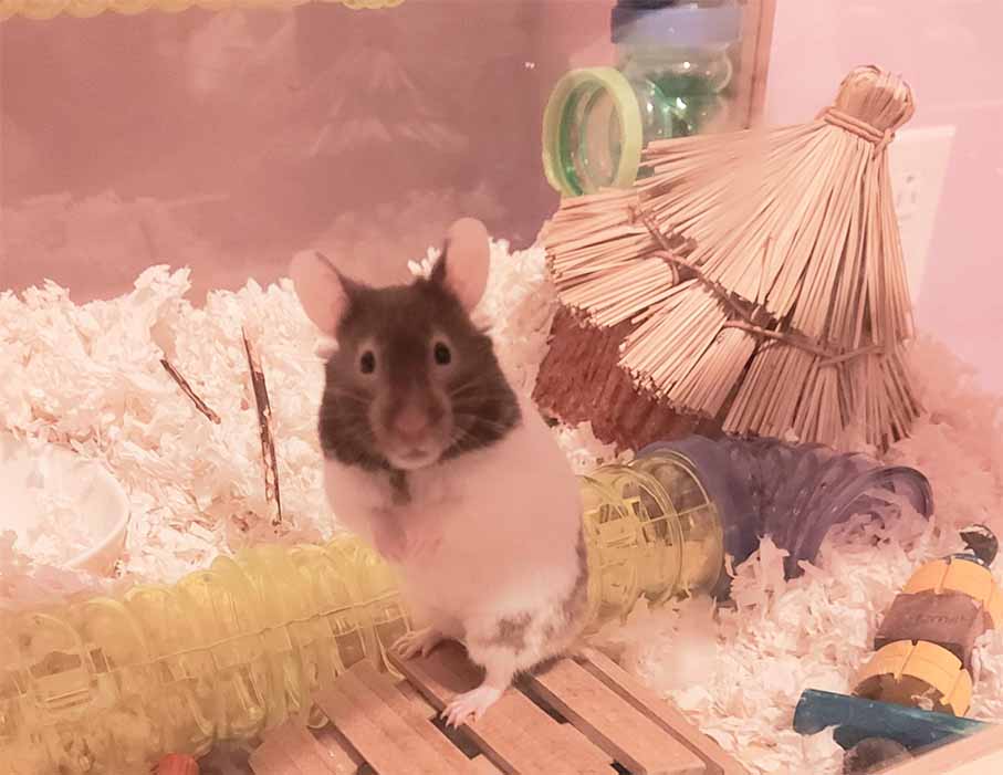 Happy Hamster