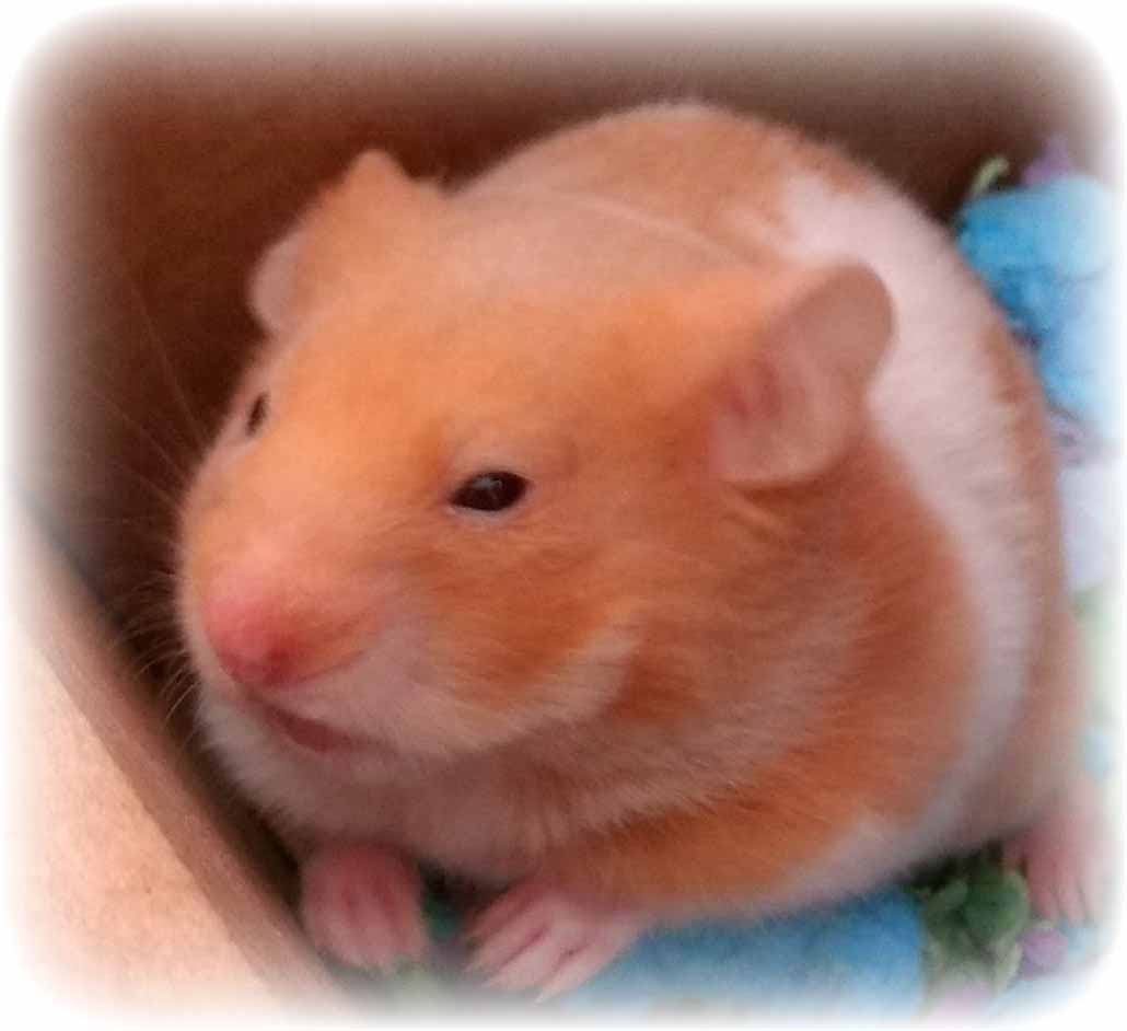 A Sleepy Hamster
